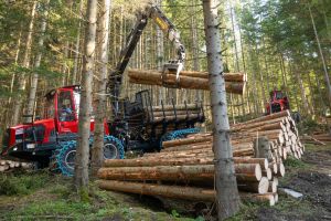  c  bernhard bergmann